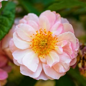 Célio Mattos – Pé de Planta